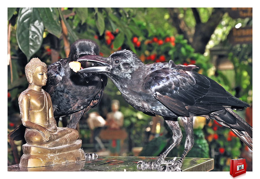 ชื่อ:  DSC_9354.jpg
ครั้ง: 400
ขนาด:  188.3 กิโลไบต์