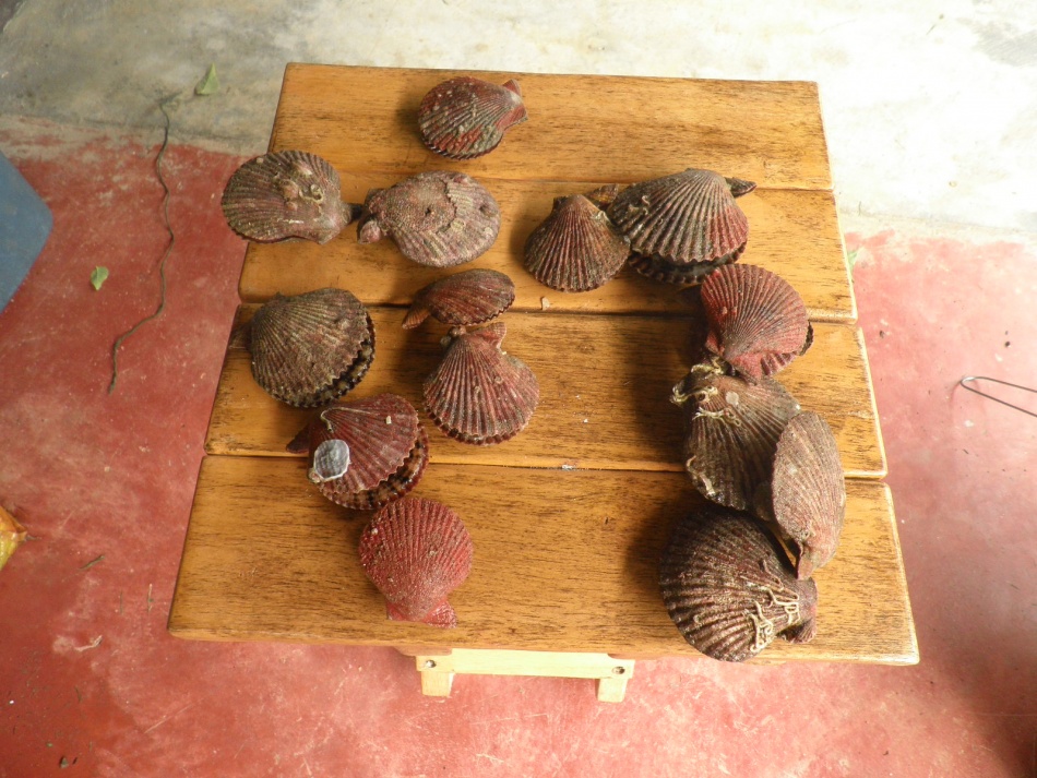 ชื่อ:  P5141848.jpg
ครั้ง: 698
ขนาด:  266.2 กิโลไบต์