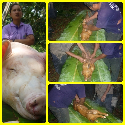ชื่อ:  ทำหมูหินสี่.jpg
ครั้ง: 278
ขนาด:  143.3 กิโลไบต์