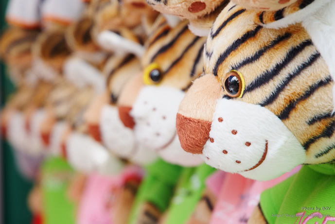ชื่อ:  2011_1030TigerZoo0152.jpg
ครั้ง: 353
ขนาด:  111.1 กิโลไบต์