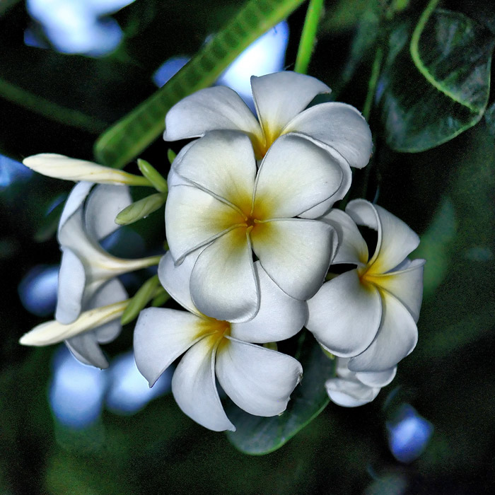 ชื่อ:  flowers.jpg
ครั้ง: 318
ขนาด:  188.3 กิโลไบต์