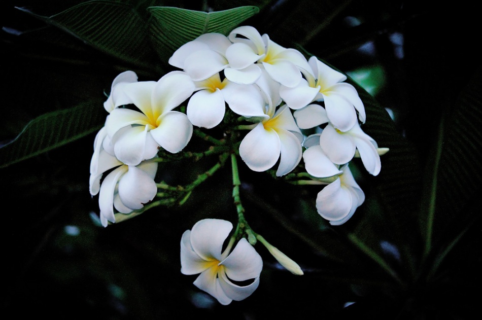 ชื่อ:  DSC_8091_fhdr.jpg
ครั้ง: 834
ขนาด:  143.7 กิโลไบต์