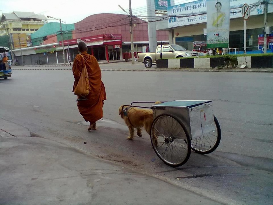 ชื่อ:  dog4.jpg
ครั้ง: 572
ขนาด:  201.8 กิโลไบต์