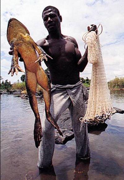 ชื่อ:  Goliath frog.jpg
ครั้ง: 34167
ขนาด:  42.3 กิโลไบต์