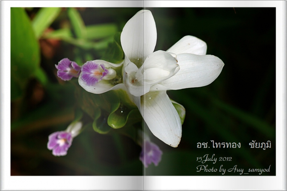 ชื่อ:  9.jpg
ครั้ง: 733
ขนาด:  126.0 กิโลไบต์