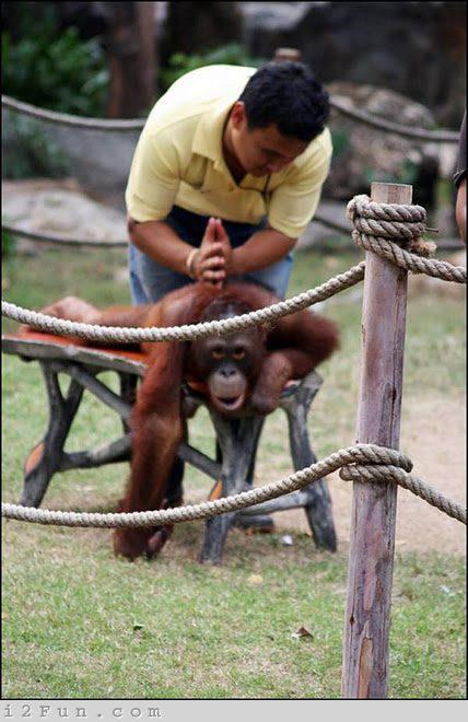 ชื่อ:  monkey3.jpg
ครั้ง: 289
ขนาด:  51.8 กิโลไบต์