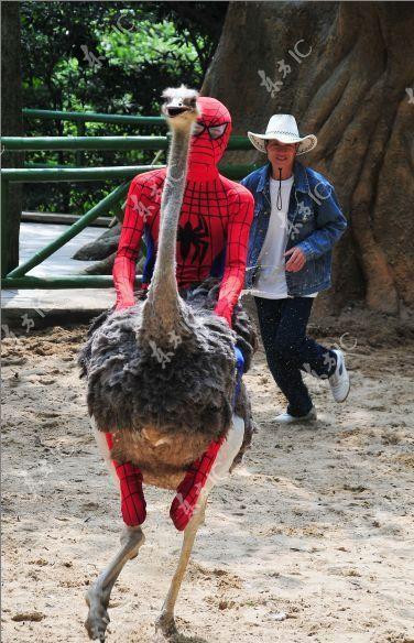 ชื่อ:  spider1.jpg
ครั้ง: 796
ขนาด:  57.8 กิโลไบต์