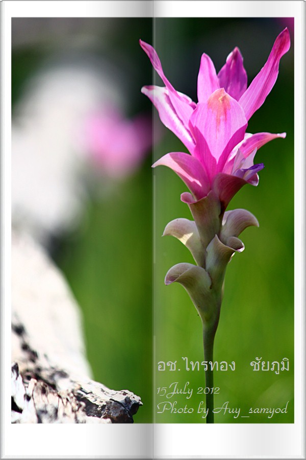 ชื่อ:  20.JPG
ครั้ง: 632
ขนาด:  99.9 กิโลไบต์