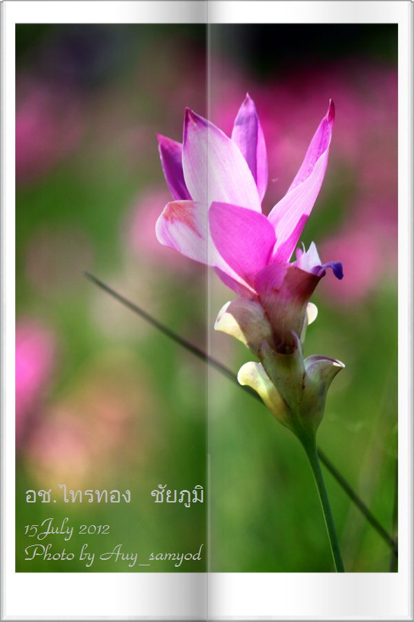ชื่อ:  18.JPG
ครั้ง: 557
ขนาด:  70.3 กิโลไบต์