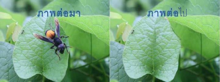 ชื่อ:  ภาพต่อมา.jpg
ครั้ง: 618
ขนาด:  28.1 กิโลไบต์