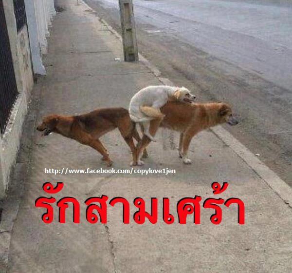 ชื่อ:  รักสามเส้า.jpg
ครั้ง: 10686
ขนาด:  47.4 กิโลไบต์