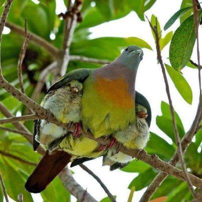 ชื่อ:  bird.jpg
ครั้ง: 601
ขนาด:  35.6 กิโลไบต์