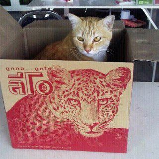 ชื่อ:  leo.jpg
ครั้ง: 557
ขนาด:  30.3 กิโลไบต์