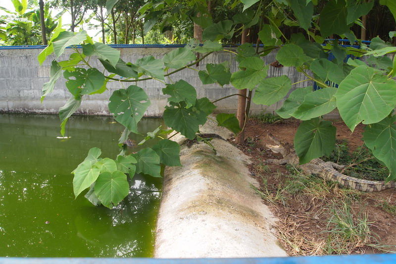 ชื่อ:  P9300505-1.jpg
ครั้ง: 608
ขนาด:  192.8 กิโลไบต์