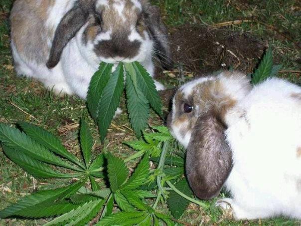 ชื่อ:  rabbit.jpg
ครั้ง: 3449
ขนาด:  59.6 กิโลไบต์