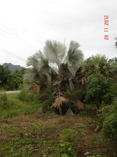 ชื่อ:  DSC02773.jpg
ครั้ง: 329
ขนาด:  89.6 กิโลไบต์