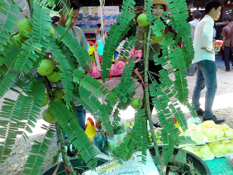 ชื่อ:  IMG_20121228_121717 (Medium).jpg
ครั้ง: 472
ขนาด:  139.5 กิโลไบต์