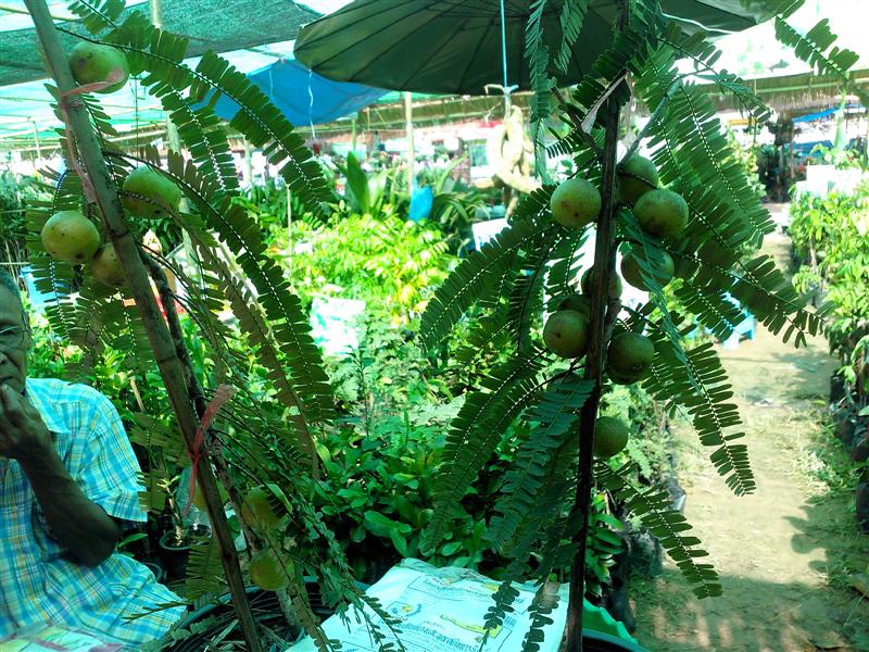 ชื่อ:  IMG_20121228_121731 (Medium).jpg
ครั้ง: 476
ขนาด:  151.1 กิโลไบต์