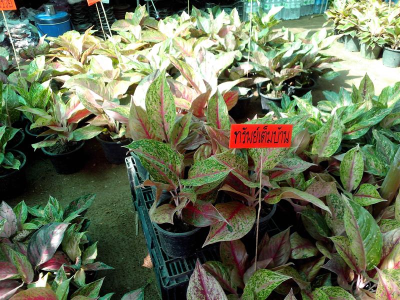 ชื่อ:  IMG_20121228_121759 (Medium).jpg
ครั้ง: 474
ขนาด:  135.8 กิโลไบต์