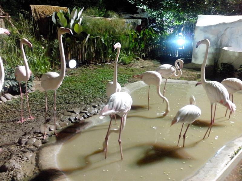 ชื่อ:  IMG_20121230_193556 (Medium).jpg
ครั้ง: 436
ขนาด:  102.6 กิโลไบต์