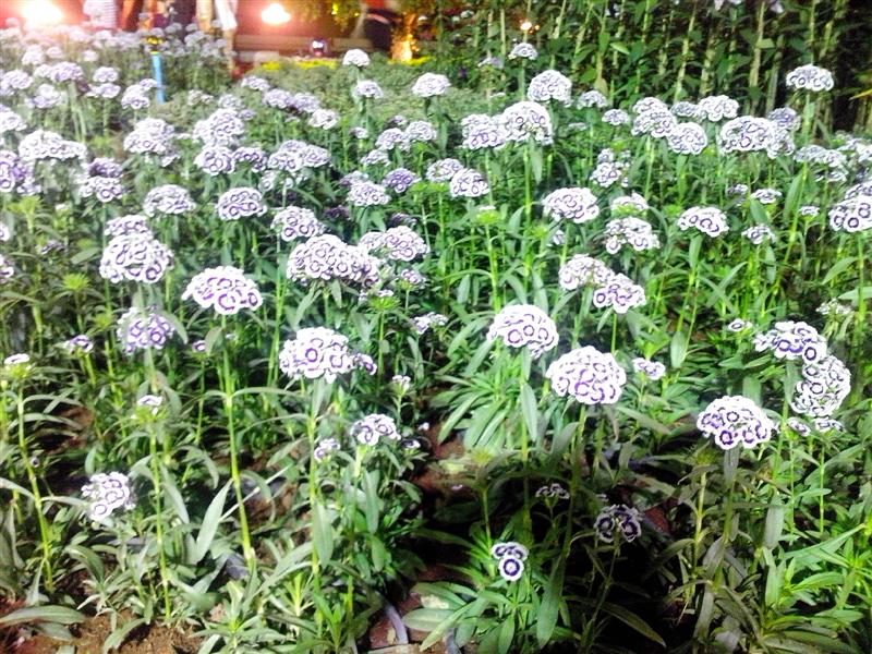 ชื่อ:  IMG_20121230_192402 (Medium).jpg
ครั้ง: 415
ขนาด:  150.9 กิโลไบต์
