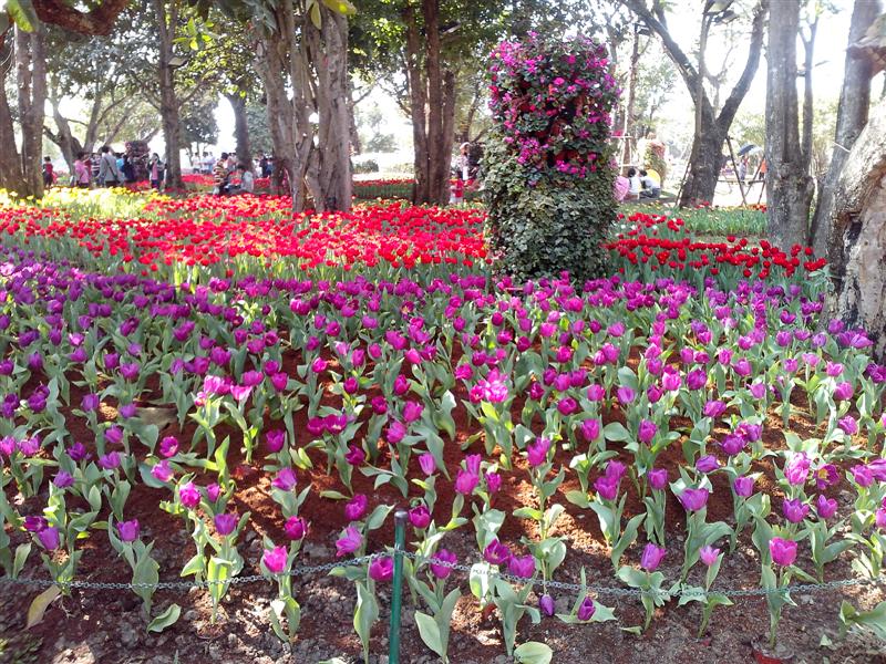 ชื่อ:  IMG_20121228_131342 (Medium).jpg
ครั้ง: 379
ขนาด:  174.3 กิโลไบต์