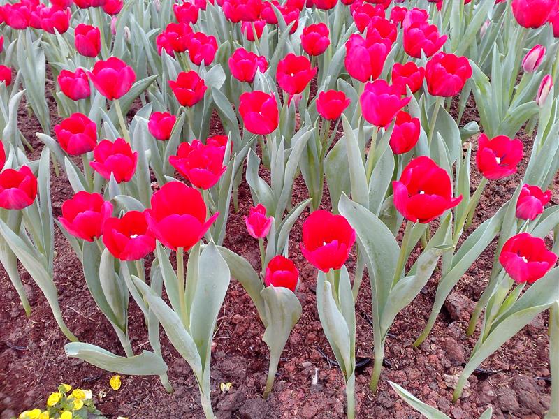 ชื่อ:  IMG_20121228_131502 (Medium).jpg
ครั้ง: 406
ขนาด:  140.5 กิโลไบต์