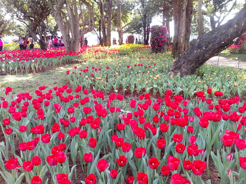 ชื่อ:  IMG_20121228_131509 (Medium).jpg
ครั้ง: 406
ขนาด:  155.7 กิโลไบต์