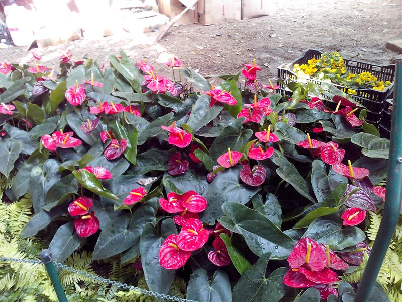 ชื่อ:  IMG_20121228_130315 (Medium).jpg
ครั้ง: 381
ขนาด:  134.3 กิโลไบต์