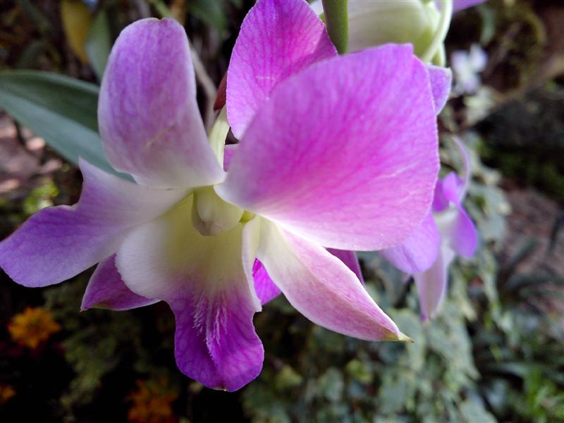 ชื่อ:  IMG_20121228_130523 (Medium).jpg
ครั้ง: 371
ขนาด:  58.5 กิโลไบต์