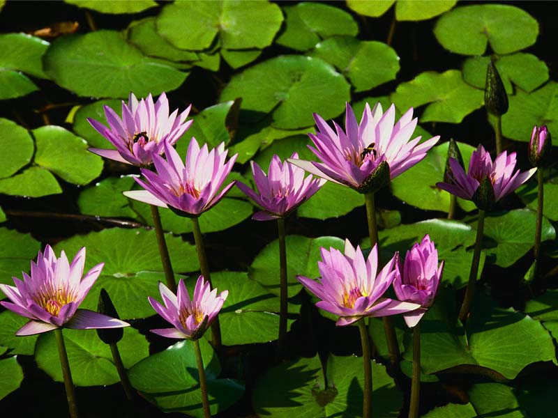 ชื่อ:  Water lilies.jpg
ครั้ง: 340
ขนาด:  81.8 กิโลไบต์
