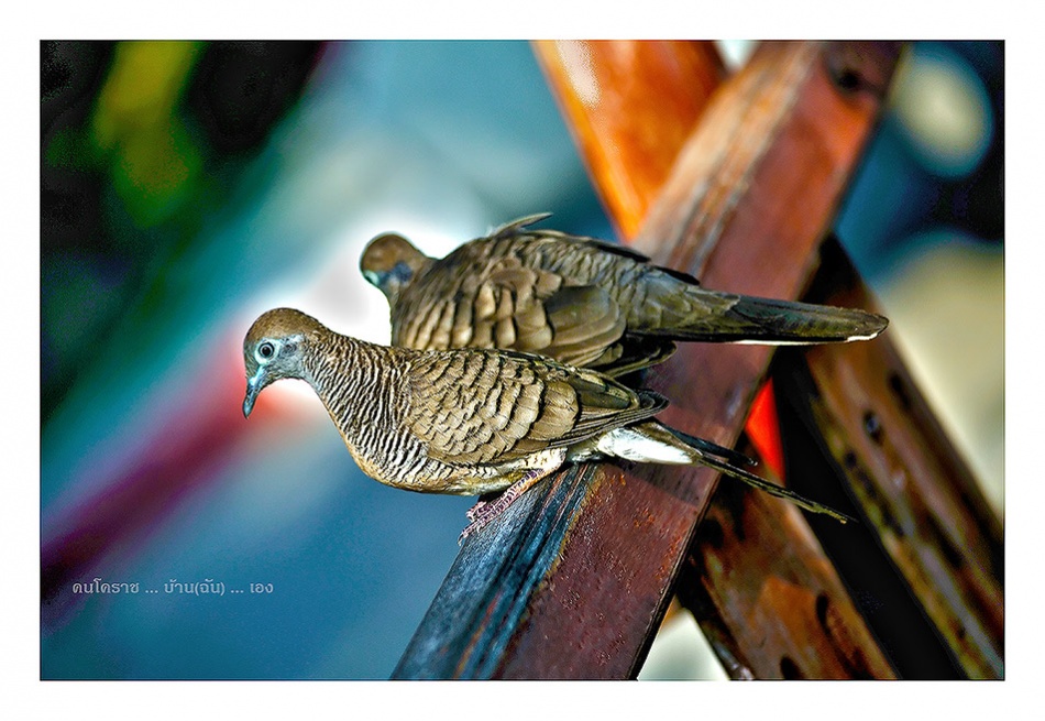 ชื่อ:  HDR.jpg
ครั้ง: 1087
ขนาด:  211.3 กิโลไบต์