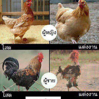 ชื่อ:  ไก่.jpg
ครั้ง: 1416
ขนาด:  44.4 กิโลไบต์