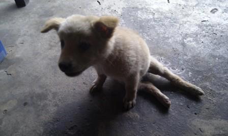 ชื่อ:  dog5.jpg
ครั้ง: 585
ขนาด:  17.4 กิโลไบต์