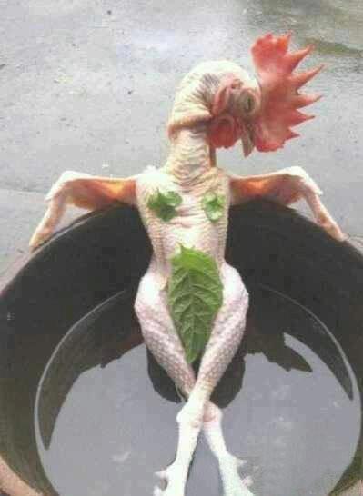 ชื่อ:  ไก่อาบน้ำ.jpg
ครั้ง: 647
ขนาด:  19.9 กิโลไบต์