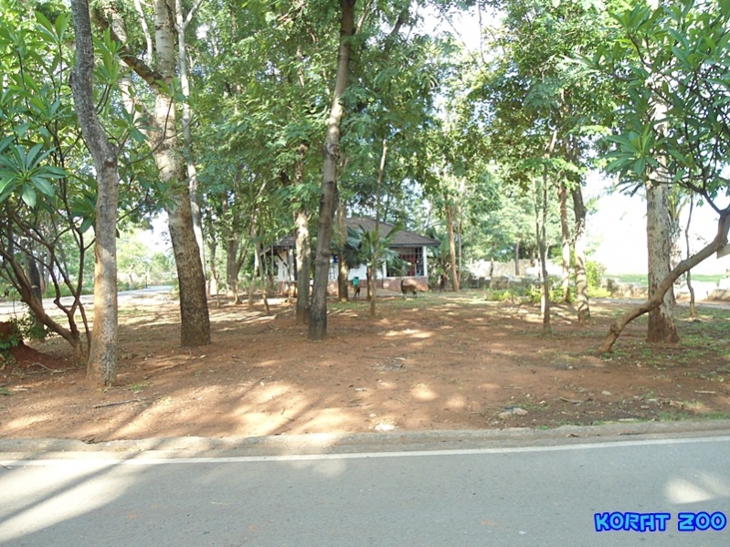ชื่อ:  DSC02047.jpg
ครั้ง: 228
ขนาด:  268.7 กิโลไบต์