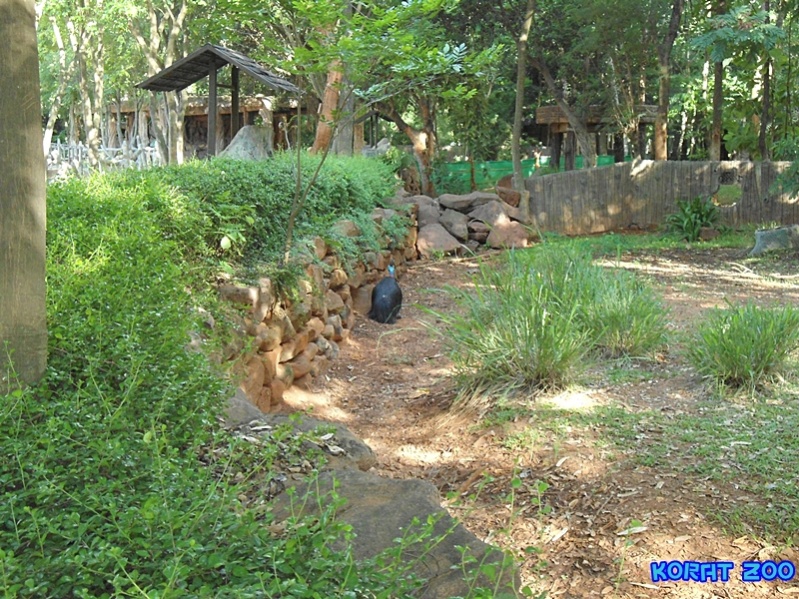 ชื่อ:  DSC02056.jpg
ครั้ง: 222
ขนาด:  294.7 กิโลไบต์
