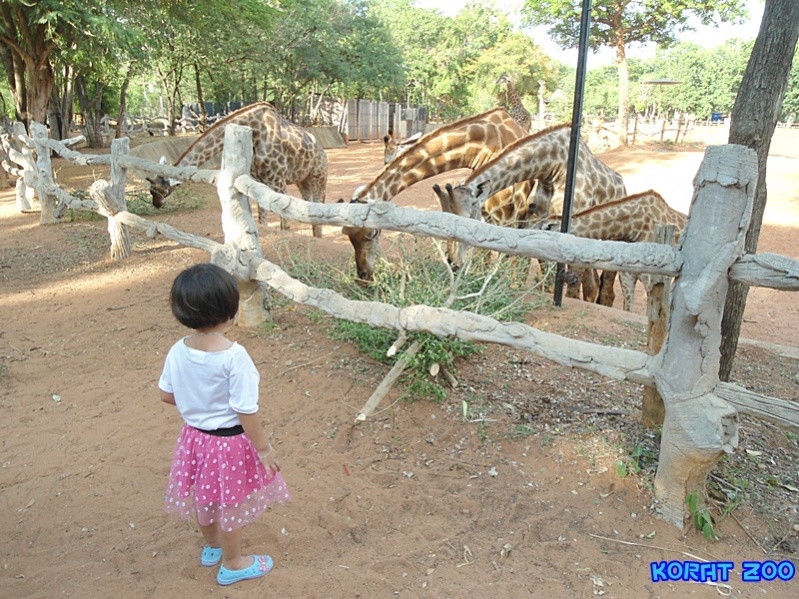 ชื่อ:  DSC02073.jpg
ครั้ง: 250
ขนาด:  254.6 กิโลไบต์