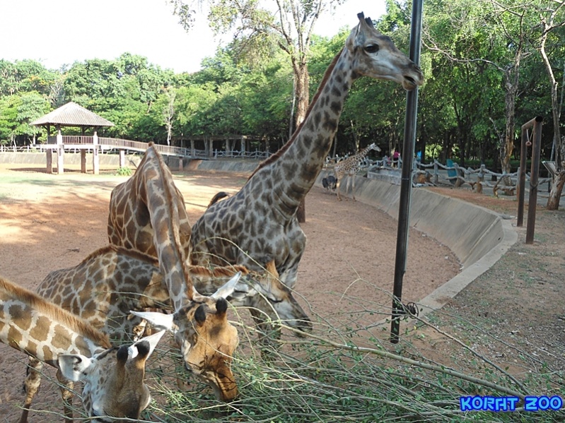 ชื่อ:  DSC02063.jpg
ครั้ง: 231
ขนาด:  271.4 กิโลไบต์
