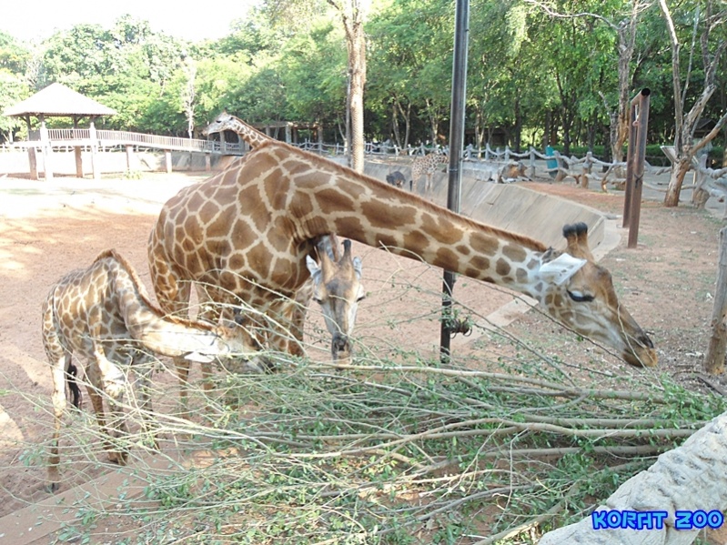 ชื่อ:  DSC02066.jpg
ครั้ง: 229
ขนาด:  278.6 กิโลไบต์
