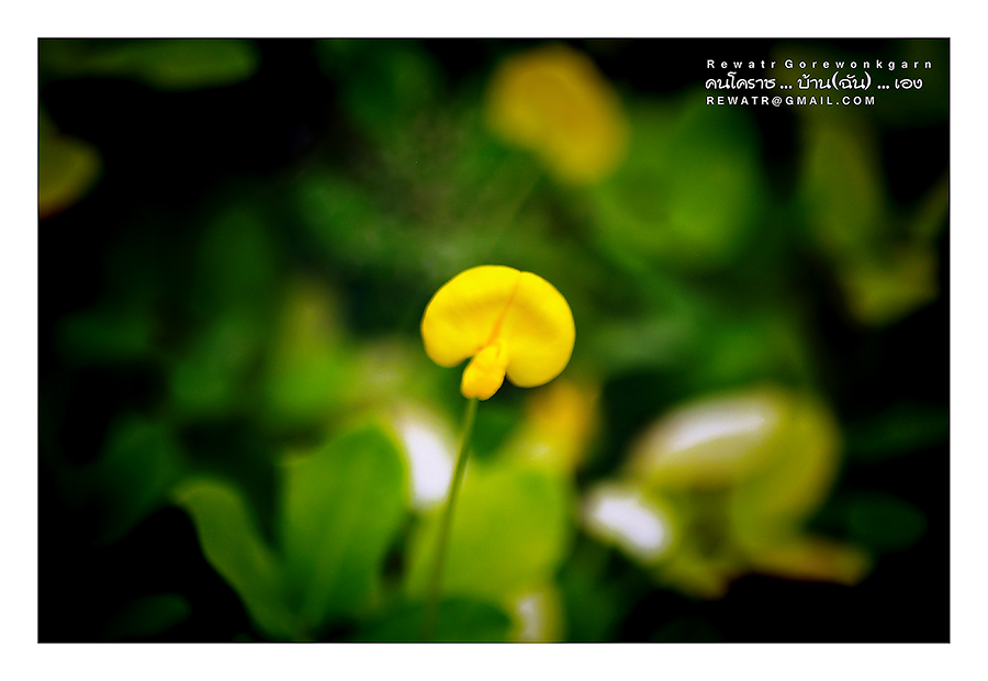 ชื่อ:  DSC_6846.jpg
ครั้ง: 392
ขนาด:  225.0 กิโลไบต์