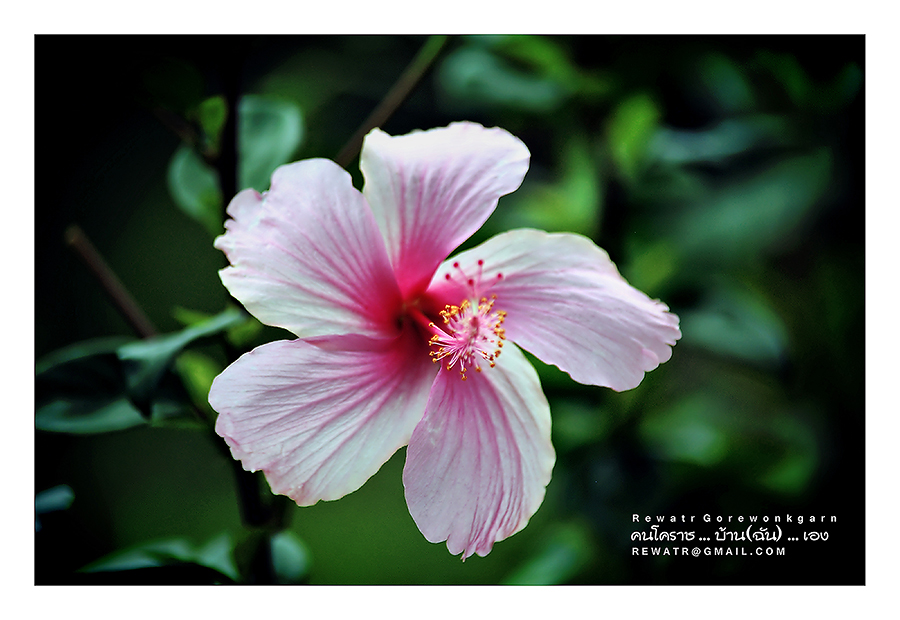 ชื่อ:  DSC_6839.jpg
ครั้ง: 395
ขนาด:  325.4 กิโลไบต์