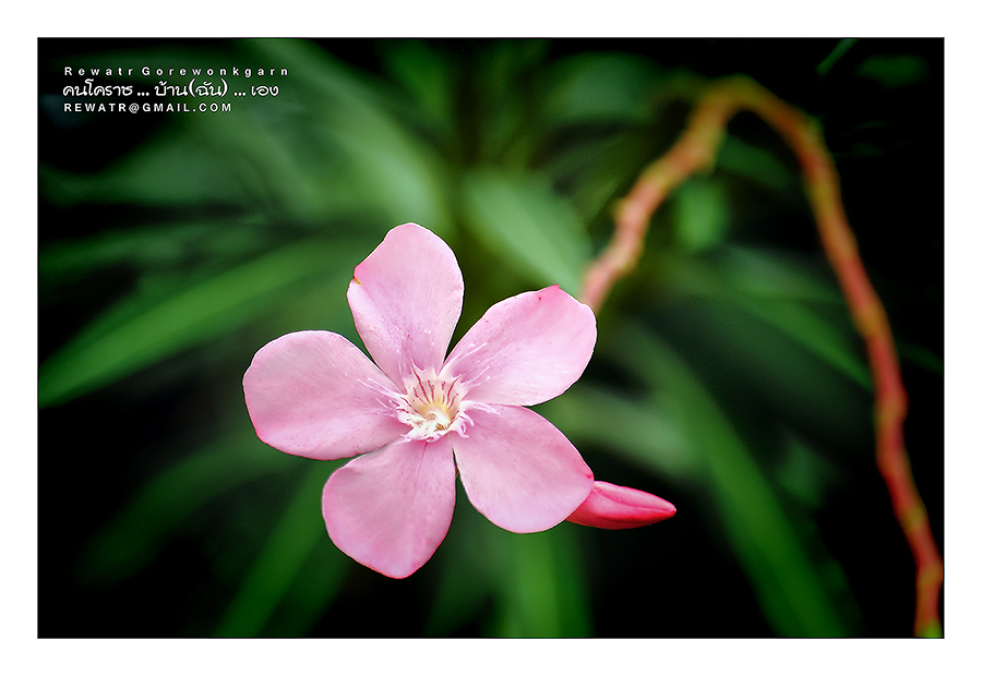 ชื่อ:  DSC_6783.jpg
ครั้ง: 382
ขนาด:  310.2 กิโลไบต์