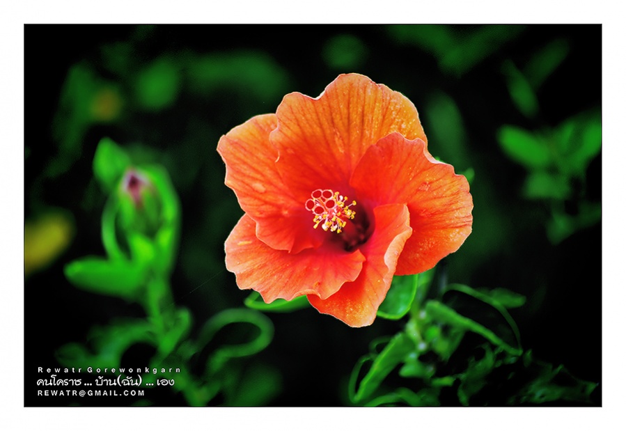 ชื่อ:  DSC_6836.jpg
ครั้ง: 350
ขนาด:  129.3 กิโลไบต์