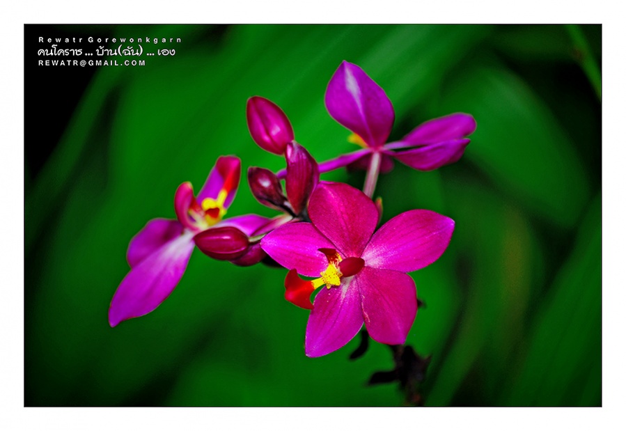 ชื่อ:  DSC_6968.jpg
ครั้ง: 285
ขนาด:  121.4 กิโลไบต์