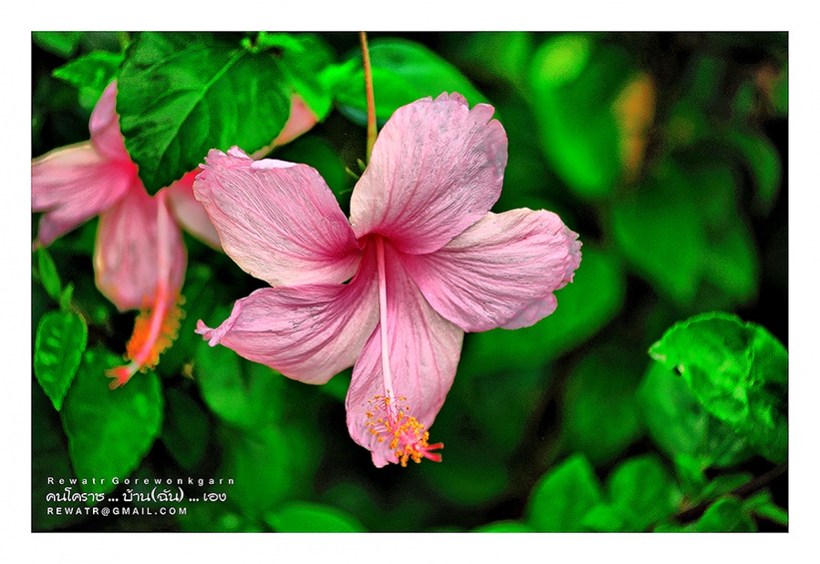 ชื่อ:  DSC_6889.jpg
ครั้ง: 266
ขนาด:  218.4 กิโลไบต์