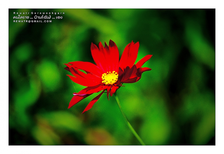 ชื่อ:  DSC_6892.jpg
ครั้ง: 267
ขนาด:  129.3 กิโลไบต์