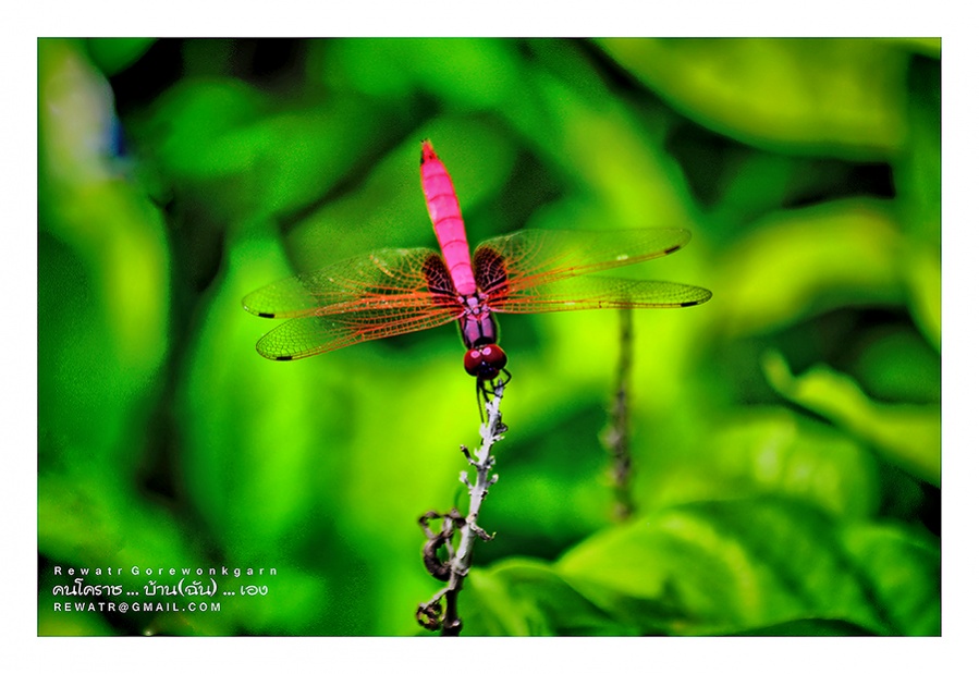 ชื่อ:  DSC_6888.jpg
ครั้ง: 280
ขนาด:  151.9 กิโลไบต์