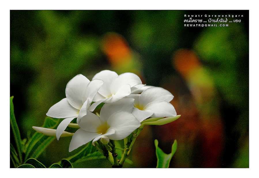 ชื่อ:  DSC_6850.jpg
ครั้ง: 125
ขนาด:  202.7 กิโลไบต์