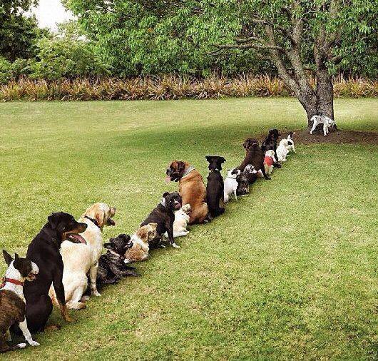 ชื่อ:  dog.jpg
ครั้ง: 503
ขนาด:  91.6 กิโลไบต์